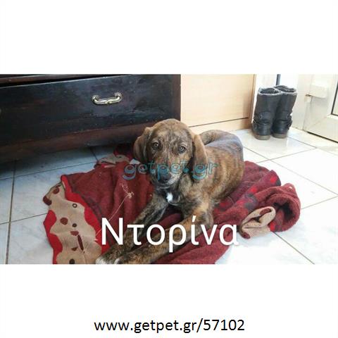 Δίνεται για υιοθεσία - χαρίζεται ημίαιμη σκυλίτσα Kurzhaar - Κουρτσχαάρ