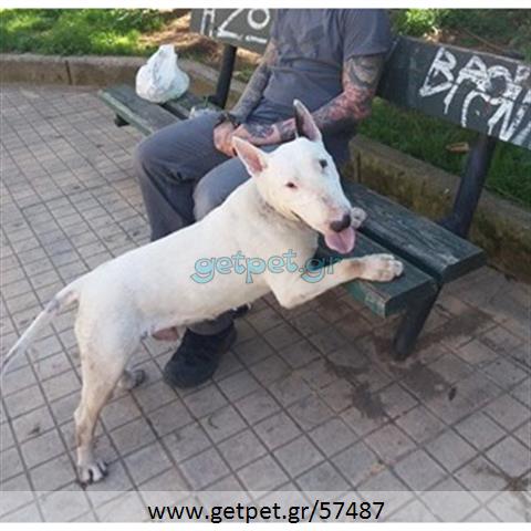 Δίνεται για υιοθεσία - χαρίζεται σκυλάκος Bull Terrier - Μπουλ Τερριέ