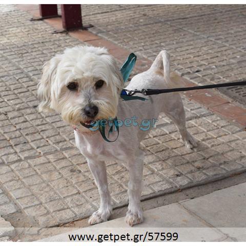 Δίνεται για υιοθεσία - χαρίζεται σκυλάκος Maltese - Μαλτέζ