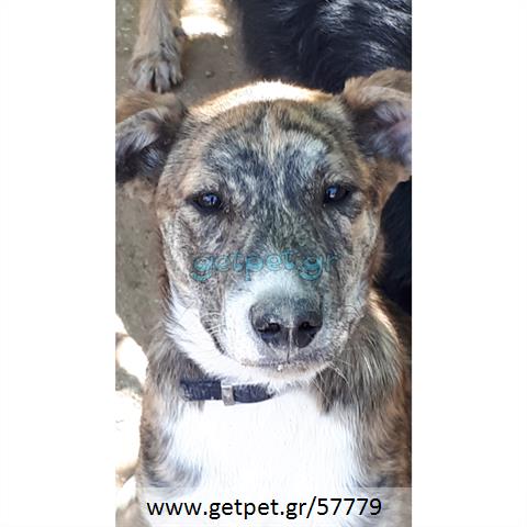 Δίνεται για υιοθεσία - χαρίζεται ημίαιμη σκυλίτσα Presa Canario - Πρέσα Κανάριο
