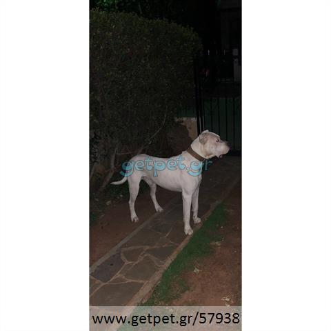 Δίνεται για υιοθεσία - χαρίζεται σκυλάκος Dogo Argentino - Ντόγκο Αρτζεντίνο