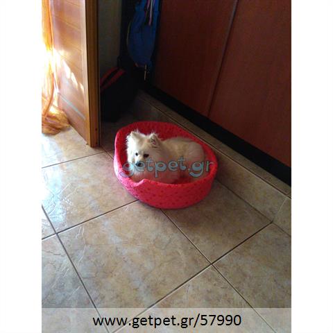 Δίνεται για υιοθεσία - χαρίζεται σκυλίτσα Pomeranian - Πομεράνιαν