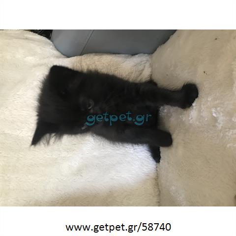 Δίνεται για υιοθεσία - χαρίζεται γάτος Turkish Angora - Αγκύρας