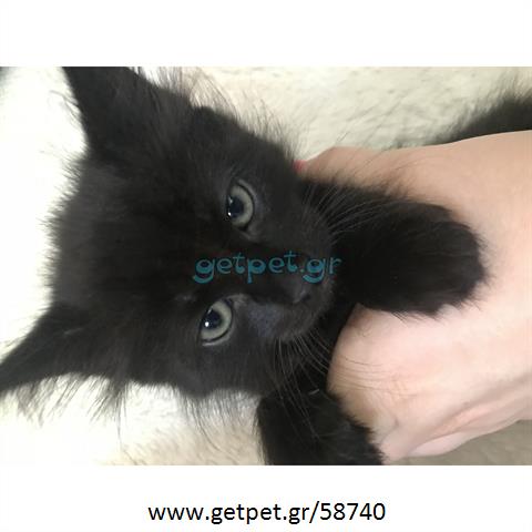 Δίνεται για υιοθεσία - χαρίζεται γάτος Turkish Angora - Αγκύρας