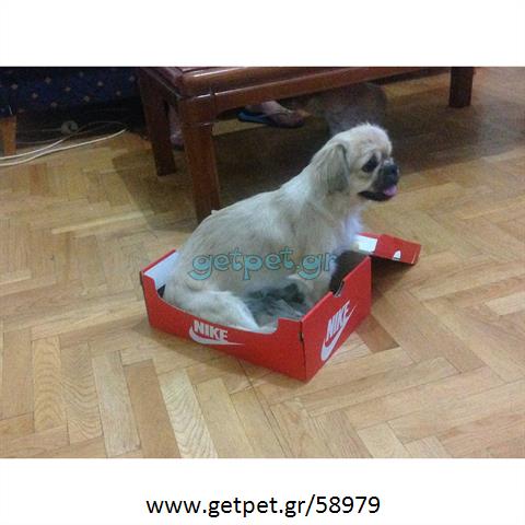 Δίνεται για υιοθεσία - χαρίζεται ημίαιμος σκυλάκος Pekingese - Πεκινουά