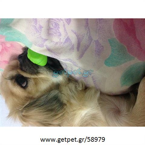 Δίνεται για υιοθεσία - χαρίζεται ημίαιμος σκυλάκος Pekingese - Πεκινουά