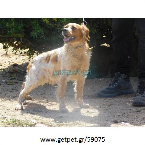 Δίνεται για υιοθεσία - χαρίζεται σκυλάκος Epagneul Breton - Έπανιέλ Μπρετόν
