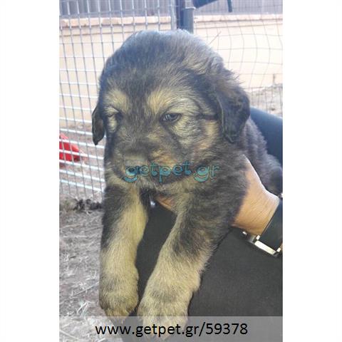Δίνεται για υιοθεσία - χαρίζεται ημίαιμος σκυλάκος Central Asian Shepherd - Ποιμενικός Κεντρ. Ασίας