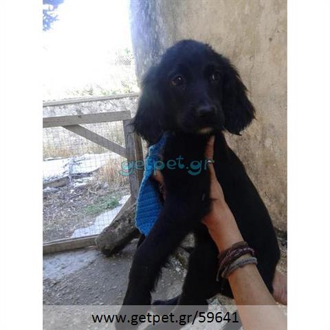Δίνεται για υιοθεσία - χαρίζεται ημίαιμος σκυλάκος Coker Spaniel - Κόκερ Σπάνιελ