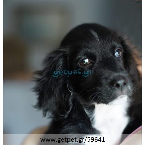 Δίνεται για υιοθεσία - χαρίζεται ημίαιμος σκυλάκος Coker Spaniel - Κόκερ Σπάνιελ