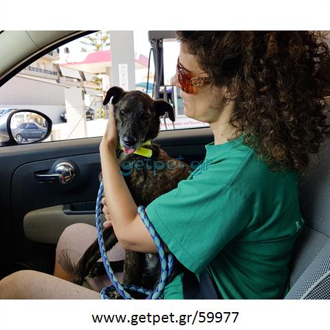 Δίνεται για υιοθεσία - χαρίζεται ημίαιμη σκυλίτσα Whippet - Γουίπετ