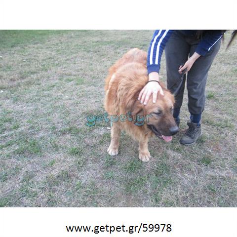 Δίνεται για υιοθεσία - χαρίζεται σκυλίτσα Greek Molossus of Epirus - Μολοσσός της Ηπείρου