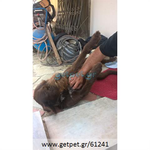 Δίνεται για υιοθεσία - χαρίζεται ημίαιμη σκυλίτσα Drahthaar - Ντρατχάαρ