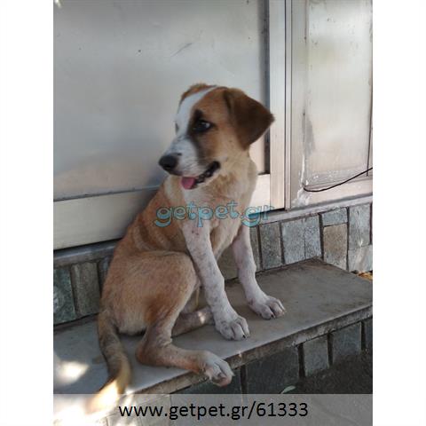 Δίνεται για υιοθεσία - χαρίζεται ημίαιμη σκυλίτσα Central Asian Shepherd - Ποιμενικός Κεντρ. Ασίας