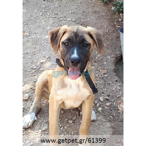 Δίνεται για υιοθεσία - χαρίζεται ημίαιμη σκυλίτσα Greek Molossus of Epirus - Μολοσσός της Ηπείρου
