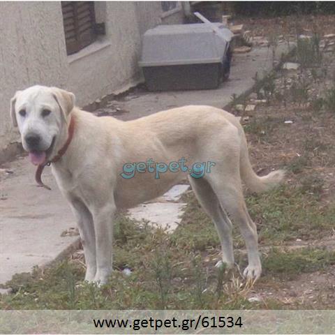 Δίνεται για υιοθεσία - χαρίζεται ημίαιμη σκυλίτσα Sharpei - Σαρ Πέι