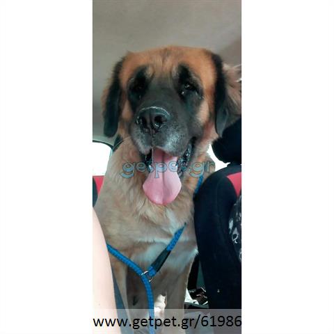 Δίνεται για υιοθεσία - χαρίζεται ημίαιμη σκυλίτσα Saint Bernard - Αγ. Βερνάρδου