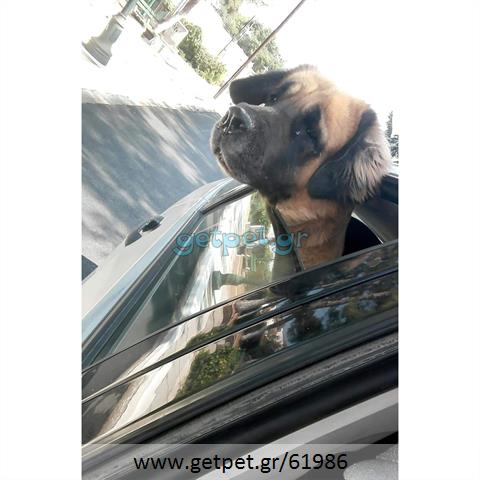 Δίνεται για υιοθεσία - χαρίζεται ημίαιμη σκυλίτσα Saint Bernard - Αγ. Βερνάρδου