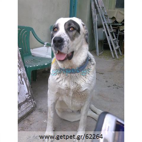 Δίνεται για υιοθεσία - χαρίζεται ημίαιμη σκυλίτσα Caucasian - Ποιμενικός Καυκάσου