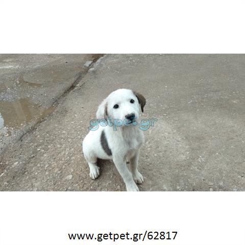Δίνεται για υιοθεσία - χαρίζεται ημίαιμος σκυλάκος Greek White Sheepdog - Λευκό Ελληνικό Τσοπανόσκυλο