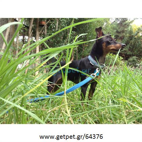 Δίνεται για υιοθεσία - χαρίζεται σκυλίτσα Pinscher - Πίνσερ