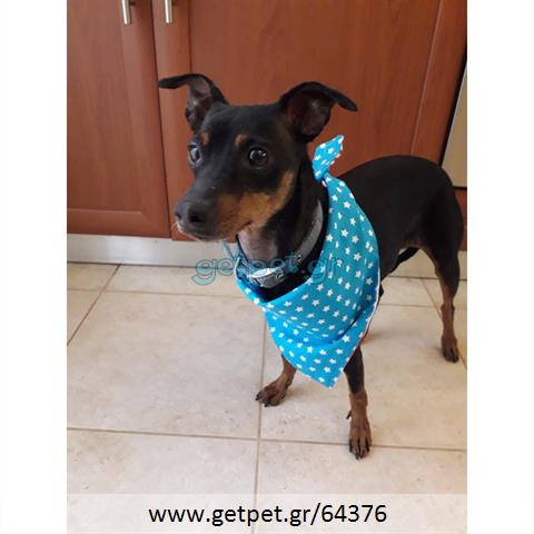 Δίνεται για υιοθεσία - χαρίζεται σκυλίτσα Pinscher - Πίνσερ