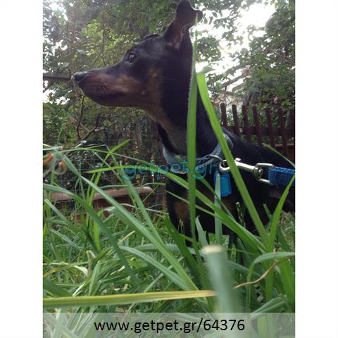 Δίνεται για υιοθεσία - χαρίζεται σκυλίτσα Pinscher - Πίνσερ
