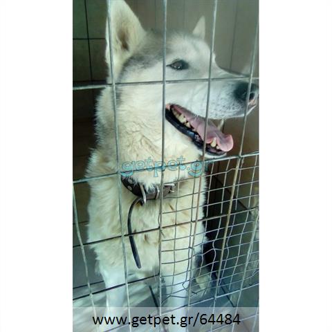 Δίνεται για υιοθεσία - χαρίζεται σκυλάκος Siberian Husky - Σιβηρικό Χάσκυ