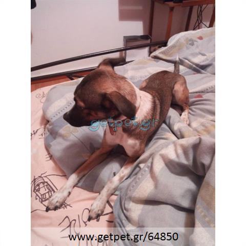 Δίνεται για υιοθεσία - χαρίζεται ημίαιμος σκυλάκος Chihuahua - Τσιουάουα 