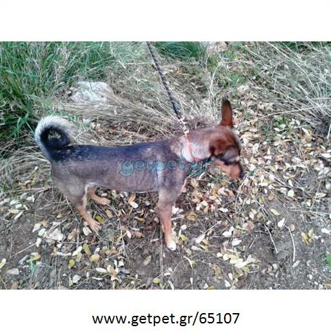 Δίνεται για υιοθεσία - χαρίζεται ημίαιμος σκυλάκος Chihuahua - Τσιουάουα 