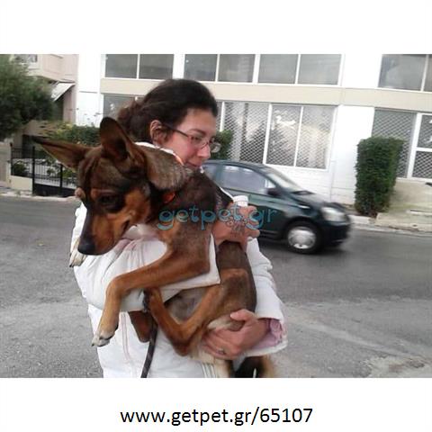 Δίνεται για υιοθεσία - χαρίζεται ημίαιμος σκυλάκος Chihuahua - Τσιουάουα 