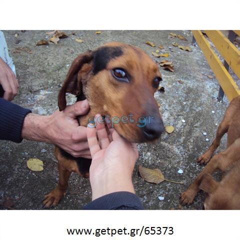 Δίνεται για υιοθεσία - χαρίζεται ημίαιμη σκυλίτσα Beagle - Μπηγκλ