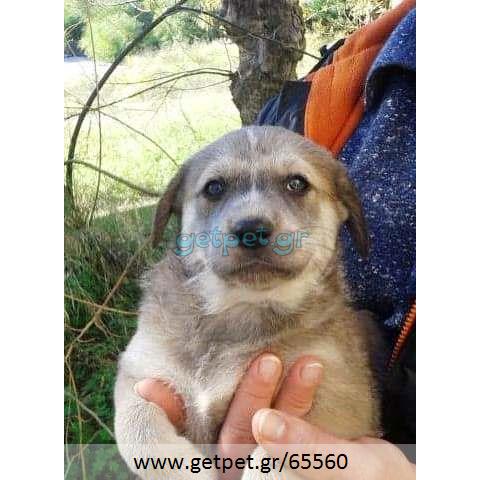Δίνεται για υιοθεσία - χαρίζεται ημίαιμη σκυλίτσα Caucasian - Ποιμενικός Καυκάσου