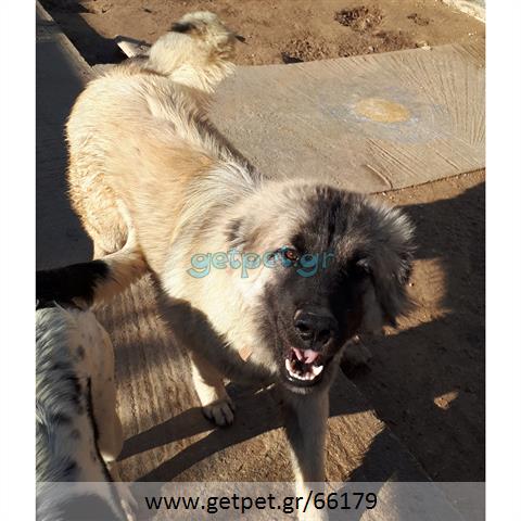 Δίνεται για υιοθεσία - χαρίζεται σκυλίτσα Caucasian - Ποιμενικός Καυκάσου