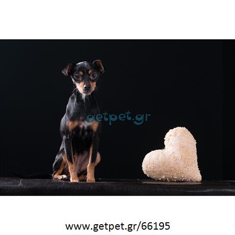 Δίνεται για υιοθεσία - χαρίζεται ημίαιμη σκυλίτσα Pinscher - Πίνσερ