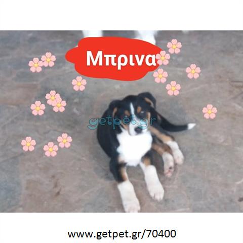 Δίνεται για υιοθεσία - χαρίζεται ημίαιμη σκυλίτσα Bernese Mountain Dog - Ορεινός σκύλος Βέρνης