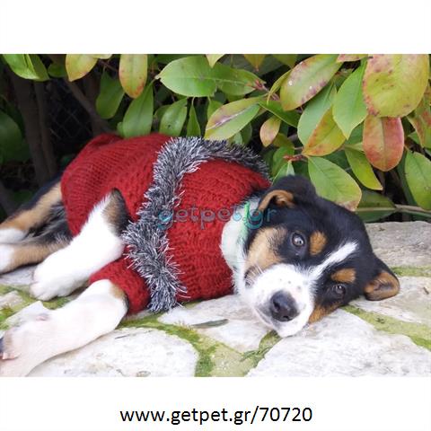 Δίνεται για υιοθεσία - χαρίζεται ημίαιμη σκυλίτσα Bernese Mountain Dog - Ορεινός σκύλος Βέρνης