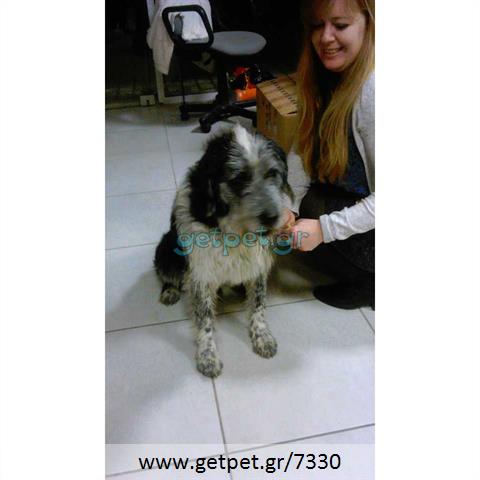 Δίνεται για υιοθεσία - χαρίζεται ημίαιμος σκυλάκος Bleu de Gascogne - Μπλέ γασκώνης