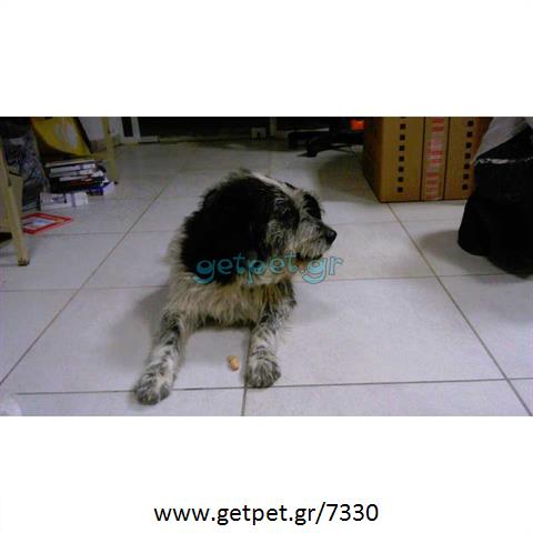 Δίνεται για υιοθεσία - χαρίζεται ημίαιμος σκυλάκος Bleu de Gascogne - Μπλέ γασκώνης