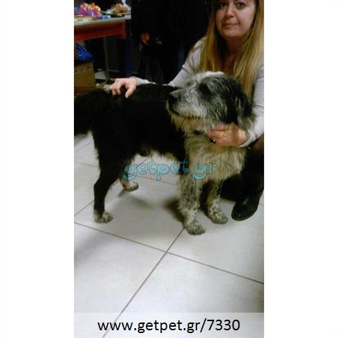 Δίνεται για υιοθεσία - χαρίζεται ημίαιμος σκυλάκος Bleu de Gascogne - Μπλέ γασκώνης