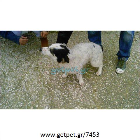 Δίνεται για υιοθεσία - χαρίζεται ημίαιμη σκυλίτσα Basset Hound - Μπασέ Χάουντ