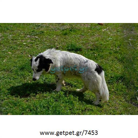 Δίνεται για υιοθεσία - χαρίζεται ημίαιμη σκυλίτσα Basset Hound - Μπασέ Χάουντ