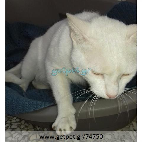 Δίνεται για υιοθεσία - χαρίζεται γάτα Turkish Angora - Αγκύρας
