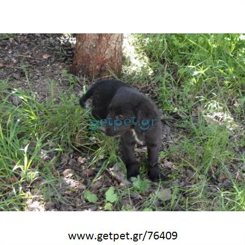 Δίνεται για υιοθεσία - χαρίζεται ημίαιμη σκυλίτσα Coker Spaniel - Κόκερ Σπάνιελ