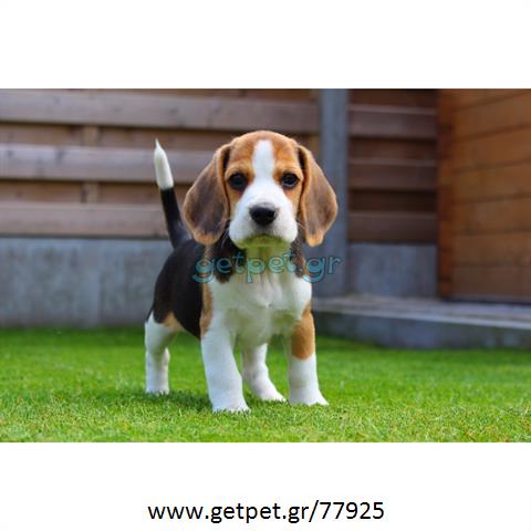 Δίνεται για υιοθεσία - χαρίζεται σκυλάκος Beagle - Μπηγκλ