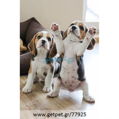 Δίνεται για υιοθεσία - χαρίζεται σκυλάκος Beagle - Μπηγκλ