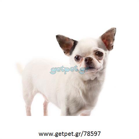 Δίνεται για υιοθεσία - χαρίζεται σκυλάκος Chihuahua - Τσιουάουα 