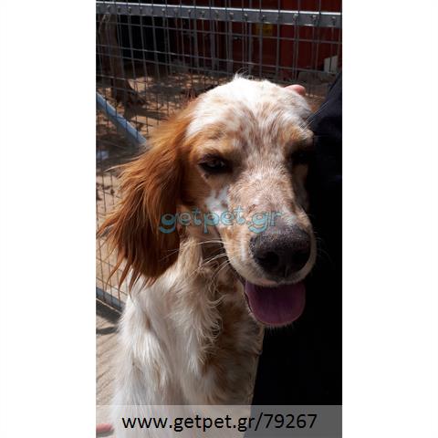 Δίνεται για υιοθεσία - χαρίζεται σκυλάκος English Springer Spaniel - Σπρίνγκερ Σπάνιελ