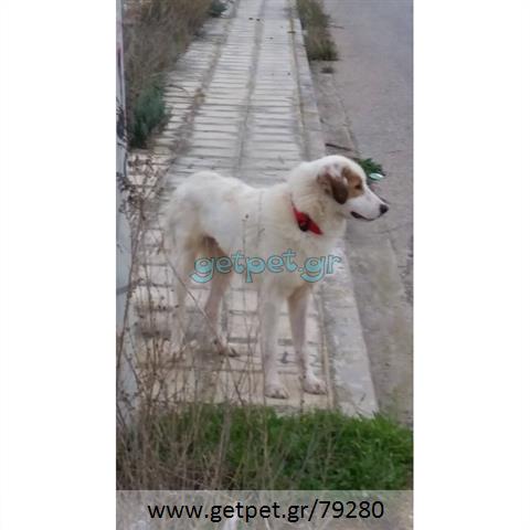 Δίνεται για υιοθεσία - χαρίζεται ημίαιμη σκυλίτσα Greek White Sheepdog - Λευκό Ελληνικό Τσοπανόσκυλο