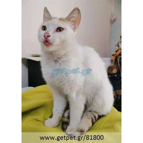Δίνεται για υιοθεσία - χαρίζεται ημίαιμη γάτα Turkish Angora - Αγκύρας